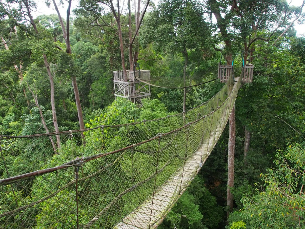 Bukit Bangkirai (Canopy Bridge)