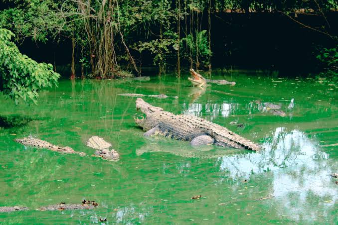 Buaya Teritip Balikpapan