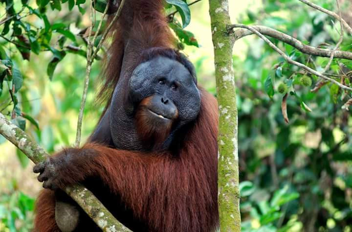WIDLIFE EXPERIENCE ORANGUTAN TOUR 3D2N PANGKALAN BUN CENTRAL BORNEO