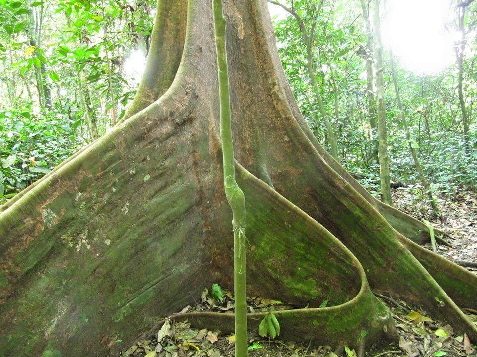 MAHAKAM RIVER & ORANGUTAN WILD LIFE 5 DAYS 4 NIGHTS