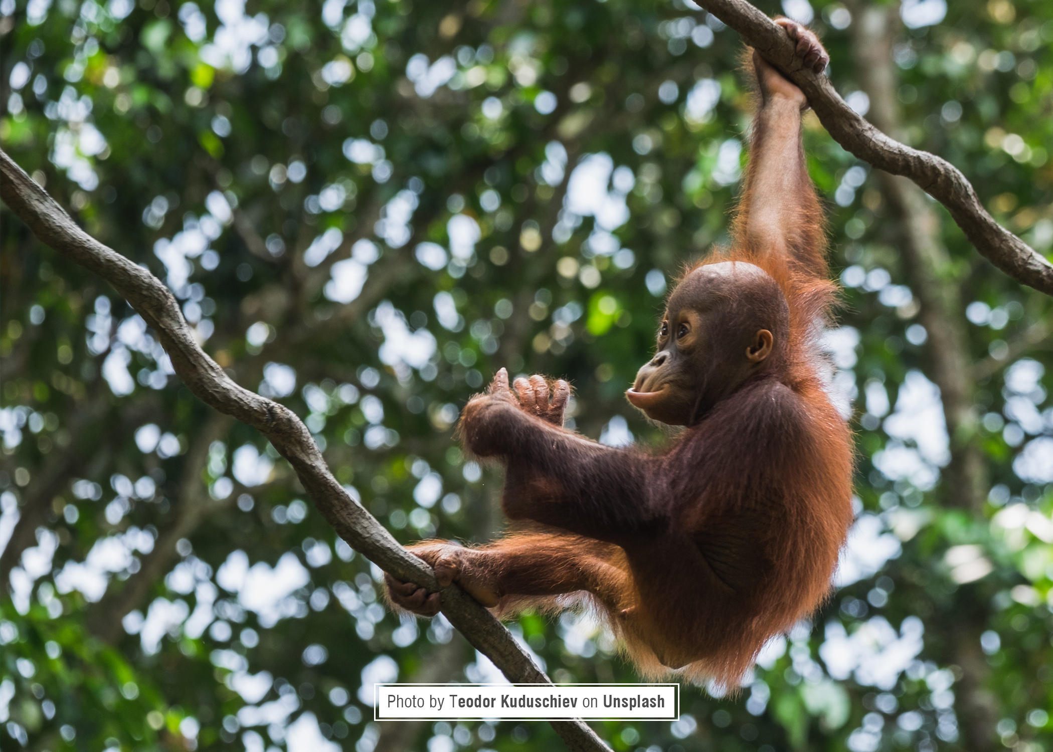 Mahakam River Expedition and Orangutan Tour
