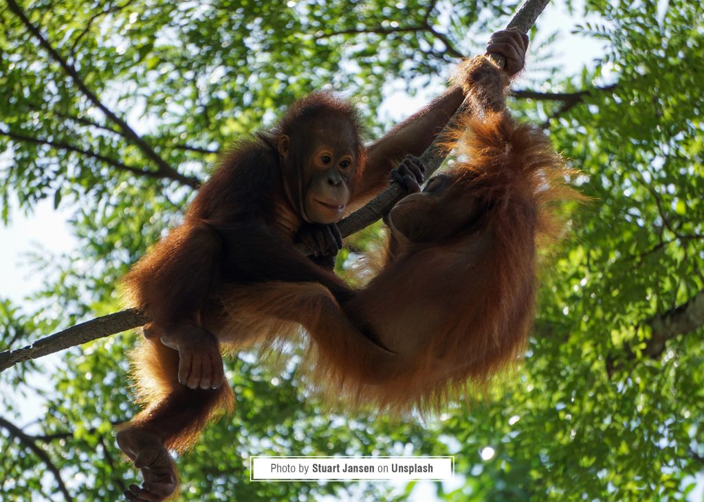 Mahakam River and Orangutan Wildlife